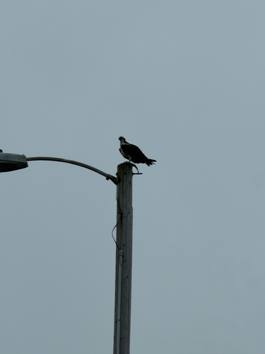 iNaturalist image
