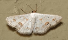 Scopula lautaria