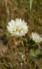 Trifolium michelianum