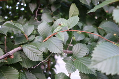 Ulmaceae