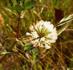 Trifolium michelianum
