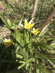 Tulipa urumiensis