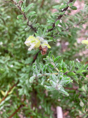 Mountain Grevillea