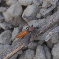 Bibio hortulanus