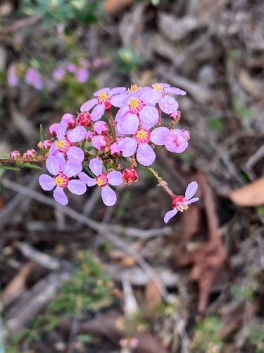 Rosy Heath-Myrtle