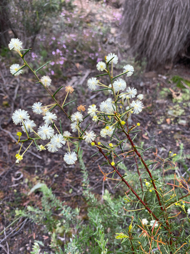 Spreading Wattle