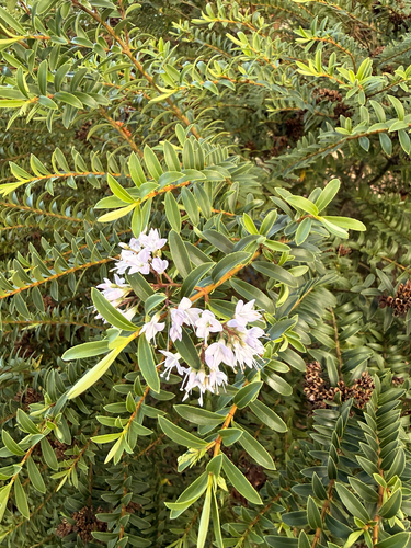 Veronica diosmifolia observed 2026-07-27