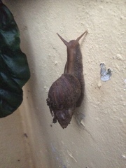 Lissachatina fulica