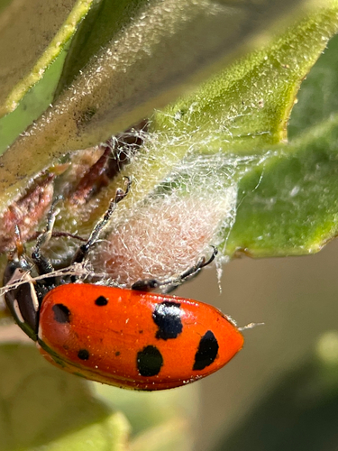 Ladybird Parasitoid Wasp photo 3