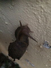 Lissachatina fulica
