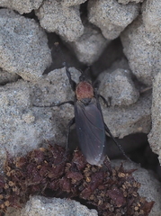 Bibio hortulanus