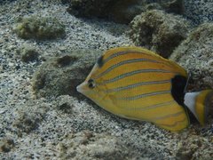 Chaetodon fremblii