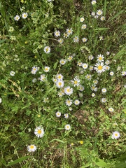 Astranthium ciliatum