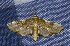 Omphisa anastomosalis