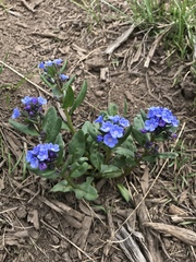 Myosotis alpestris