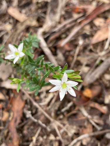white marianth
