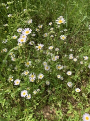 Astranthium ciliatum