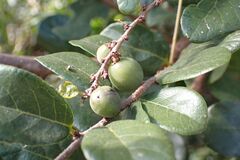 Bridelia cathartica