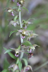 Epipactis helleborine tremolsii