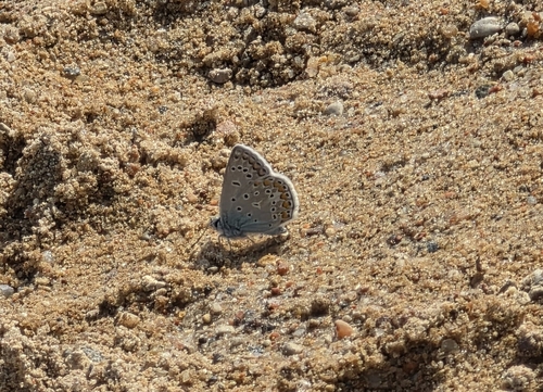 Common Blue