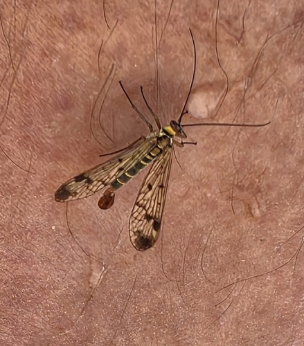 Panorpa cognata