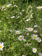 Astranthium ciliatum