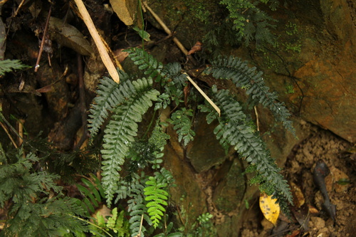 Cephalomanes javanicum observed 2026-03-28