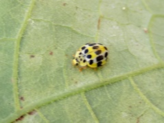 Psyllobora variegata