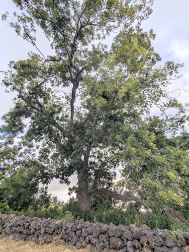 Swietenia mahagoni, 2026-07-26