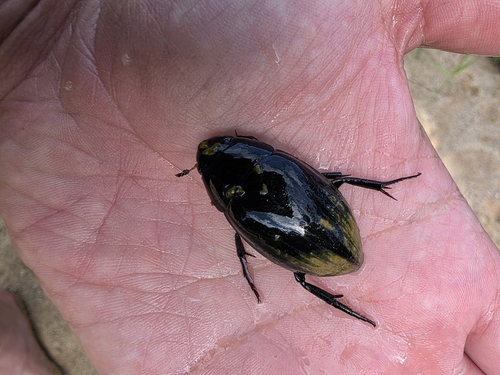 Great Silver Water Beetle