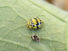 Psyllobora variegata