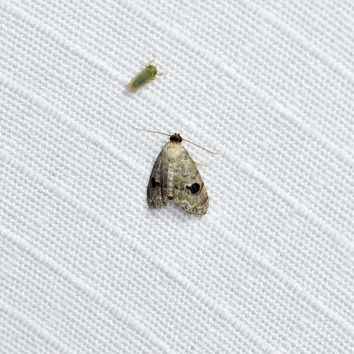 Abablemma duomaculata photo 5