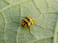 Psyllobora variegata