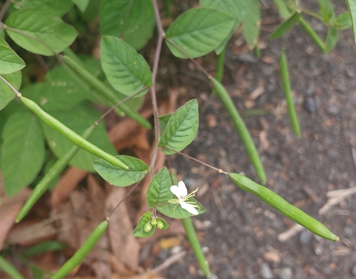 Tarenaya aculeata observed 2026-07-26
