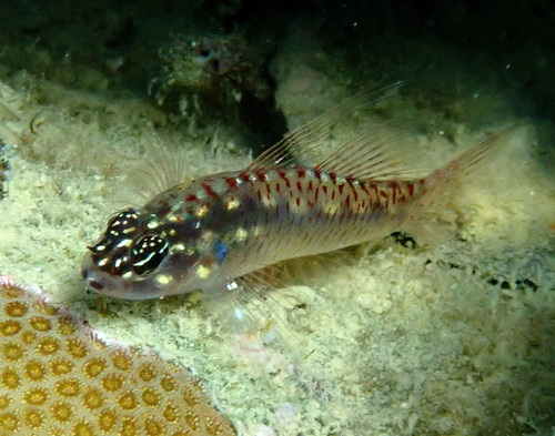 Vlek-dwerggrondel (Eviota spilota) — Gobiidae — 3
