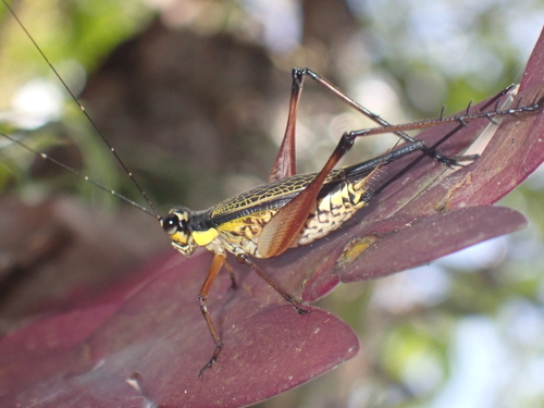 Nisitrus vittatus, 2026-07-17
