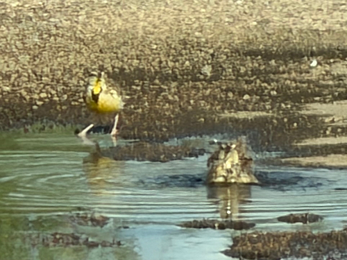 Chihuahuan Meadowlark (Sturnella lilianae), photo 8