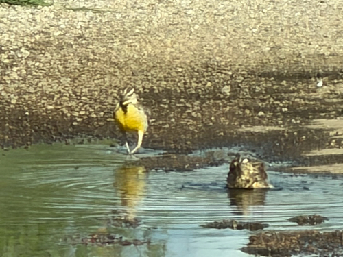 Chihuahuan Meadowlark (Sturnella lilianae), photo 9