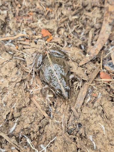 Spotted Marsh Frog
