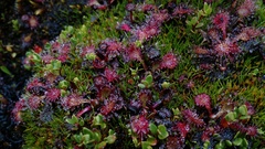 Drosera uniflora