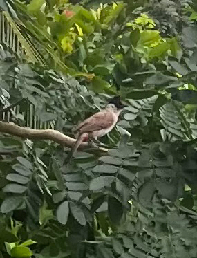 Sooty-headed Bulbul