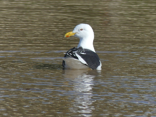 iNaturalist: (c) andrewpavlov, some rights reserved (CC BY-NC), uploaded by andrewpavlov iNaturalist image