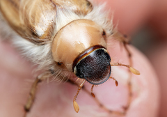 Phobetus mojavus