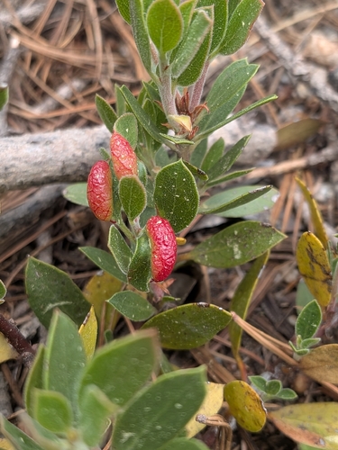 iNaturalist observation photo of Manzanita Leafgall Aphid