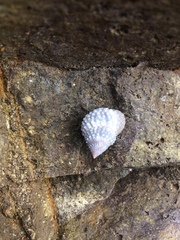 Cenchritis muricatus