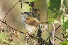 Prinia rufescens
