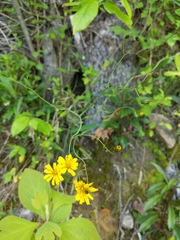 Hieracium venosum