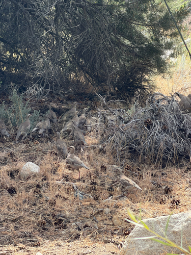 iNaturalist observation photo of Chukar