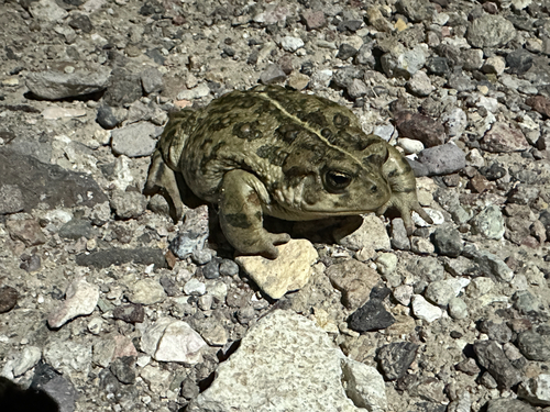Amargosa Toad, Anaxyrus nelsoni