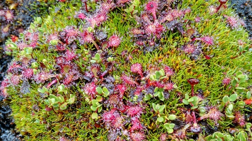 Drosera uniflora